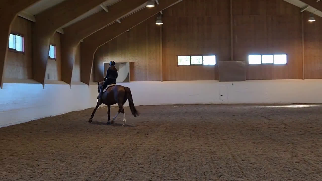 Allround hästar till salu: Välstammat sto med utstrålning  i Rimbo - Video 2