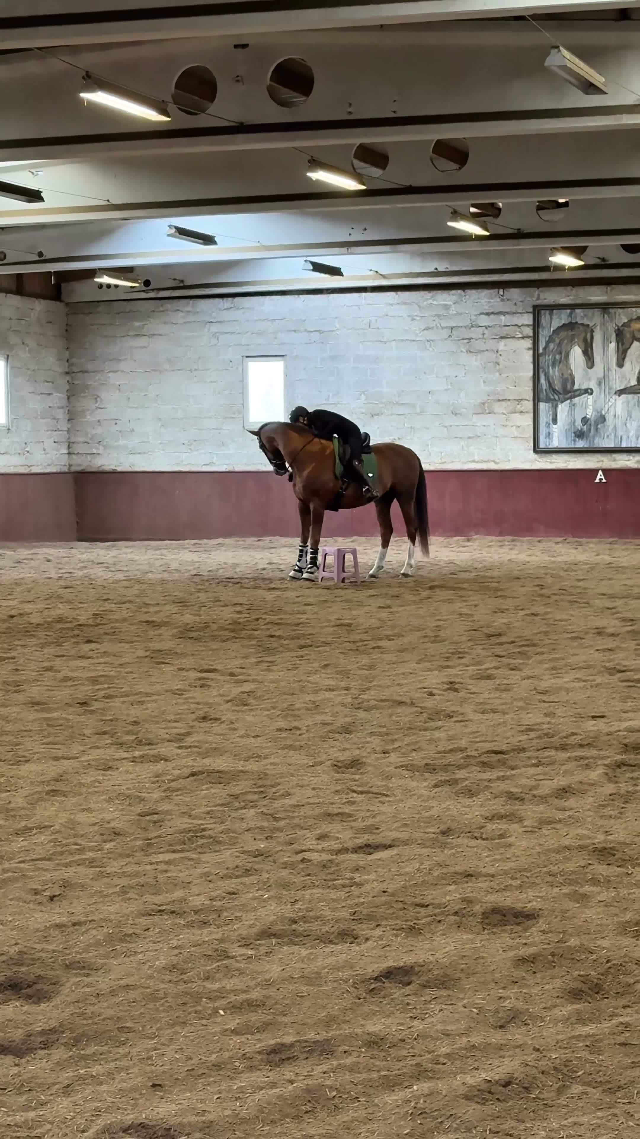 Dressyr hästar till salu: Vacker kille ✨ - Video 2