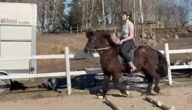 Island hästar till salu: 🌺 Lättväxlad, snäll valack 🌺 - Video 2