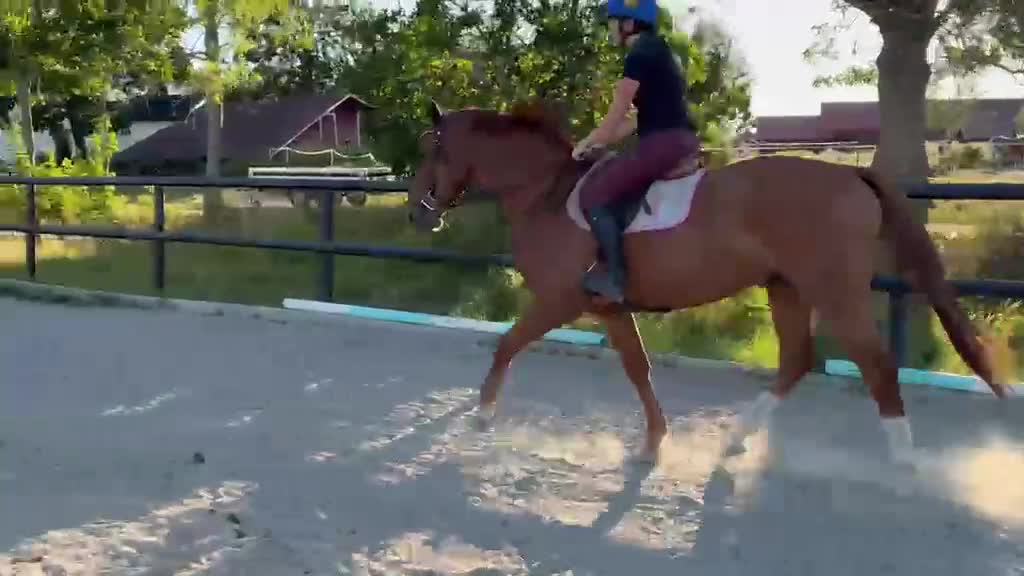 Hoppning hästar till salu: Välstammad valack - Video 2