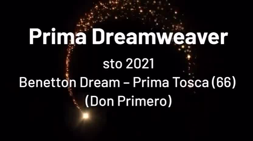 Dressyr hästar till salu: Superfint sto till satsande ryttare - Video 3