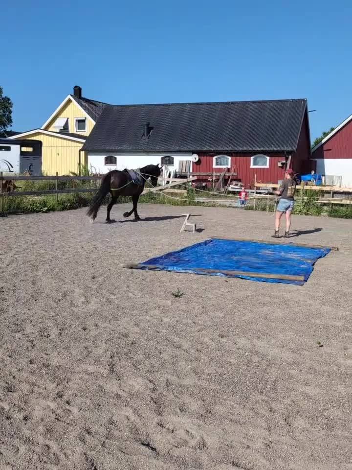 Allround hästar till salu: Vackert PRE sto - Video 1