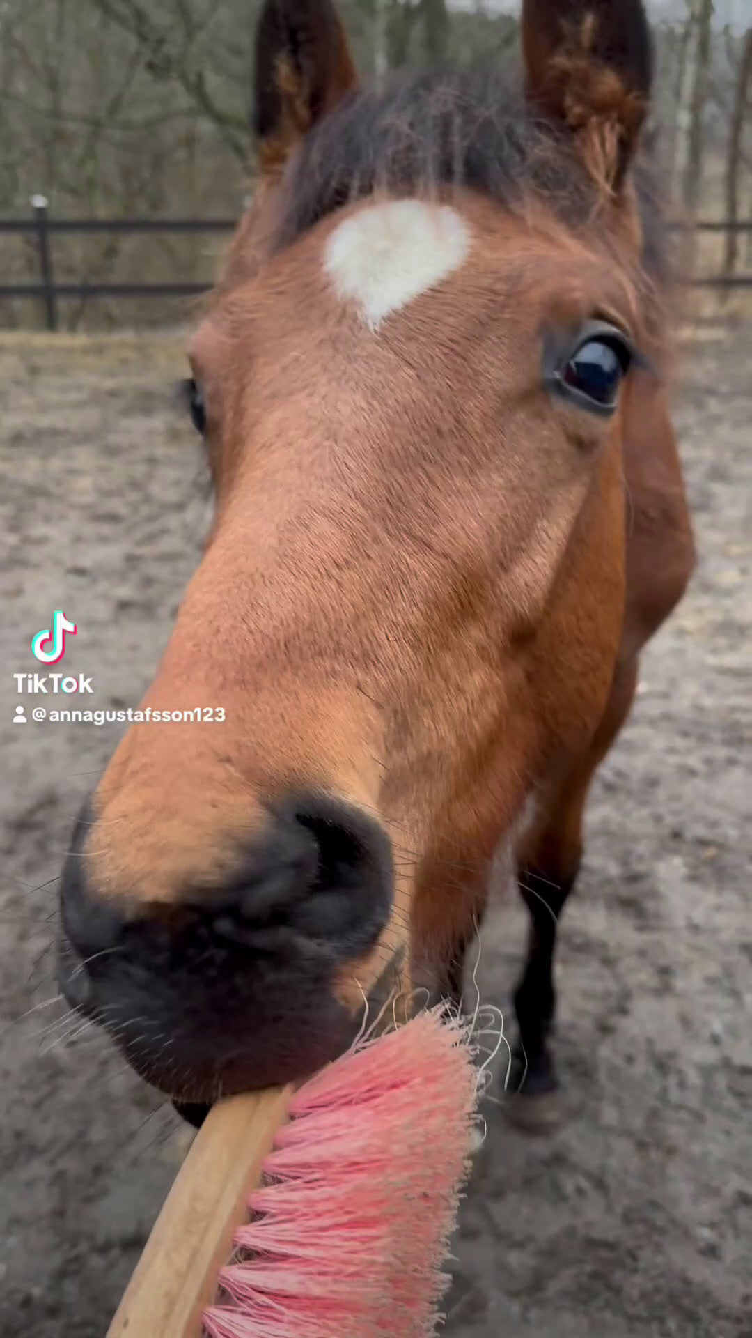 Hoppning hästar till salu: Blivande hoppstjärna  - Video 2