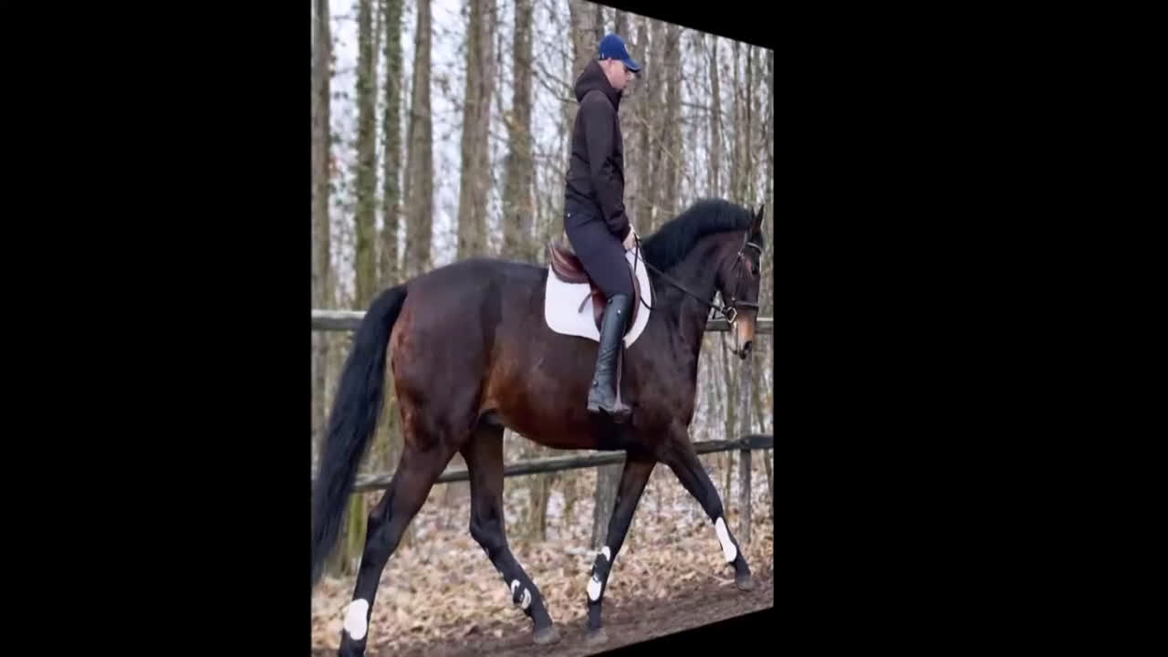 Allround hästar till salu: Gorgeous and lovely TOP Silesian  i Örsundsbro - Video 1