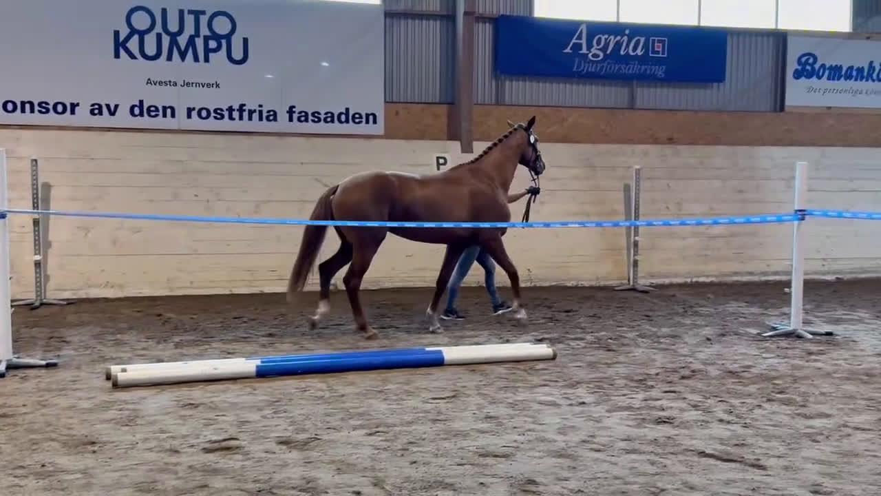 Dressyr hästar till salu: Underbar 4 åring söker nytt hem🌟 - Video 3