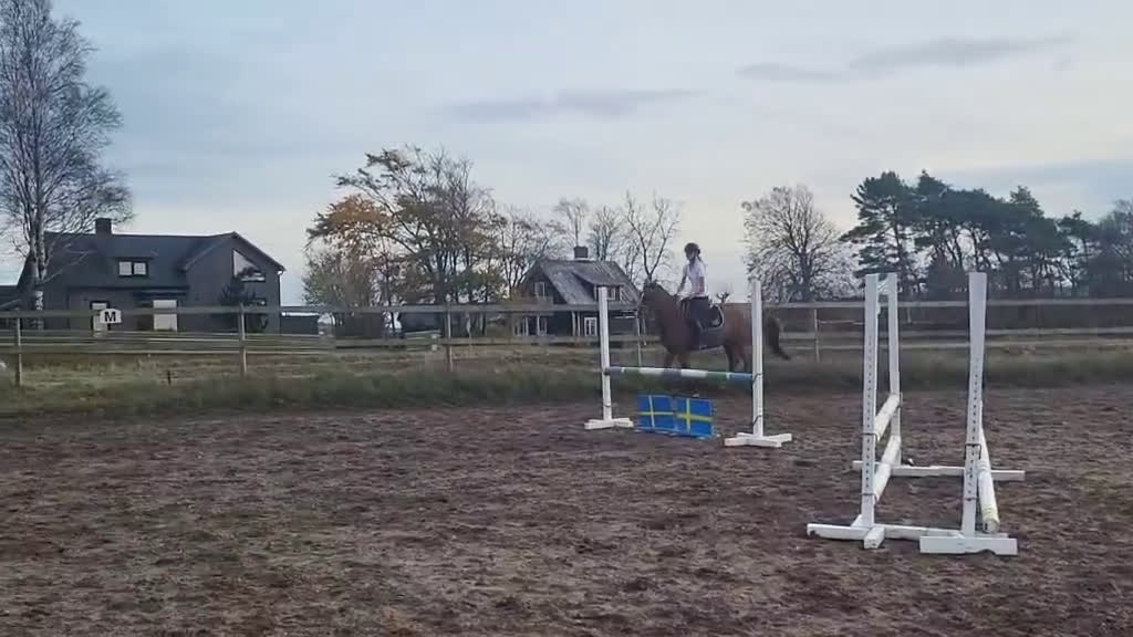 Allround hästar till salu: Snäll o go ponny vill ha en bästa vän.  - Video 2