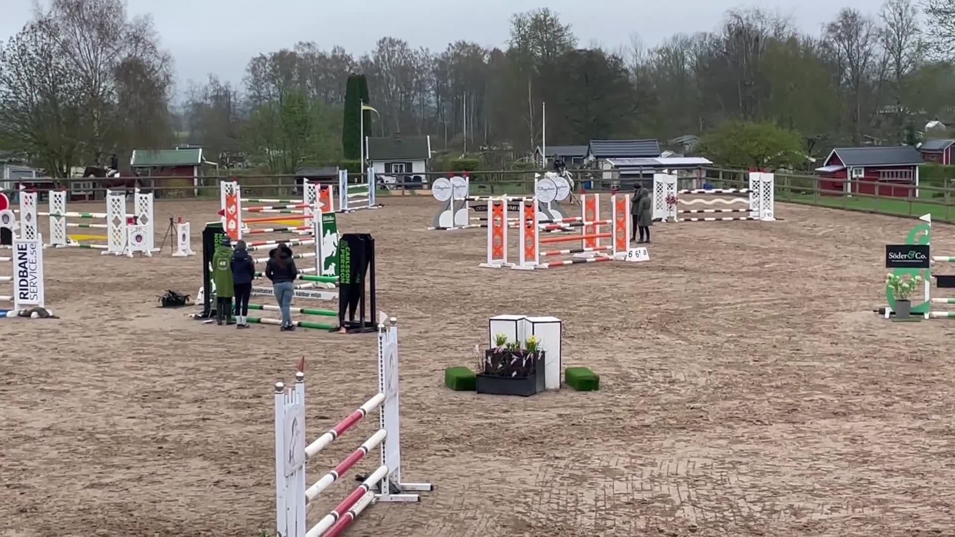 Hoppning hästar till salu: Cardento- sto med stor kapacitet - Video 2