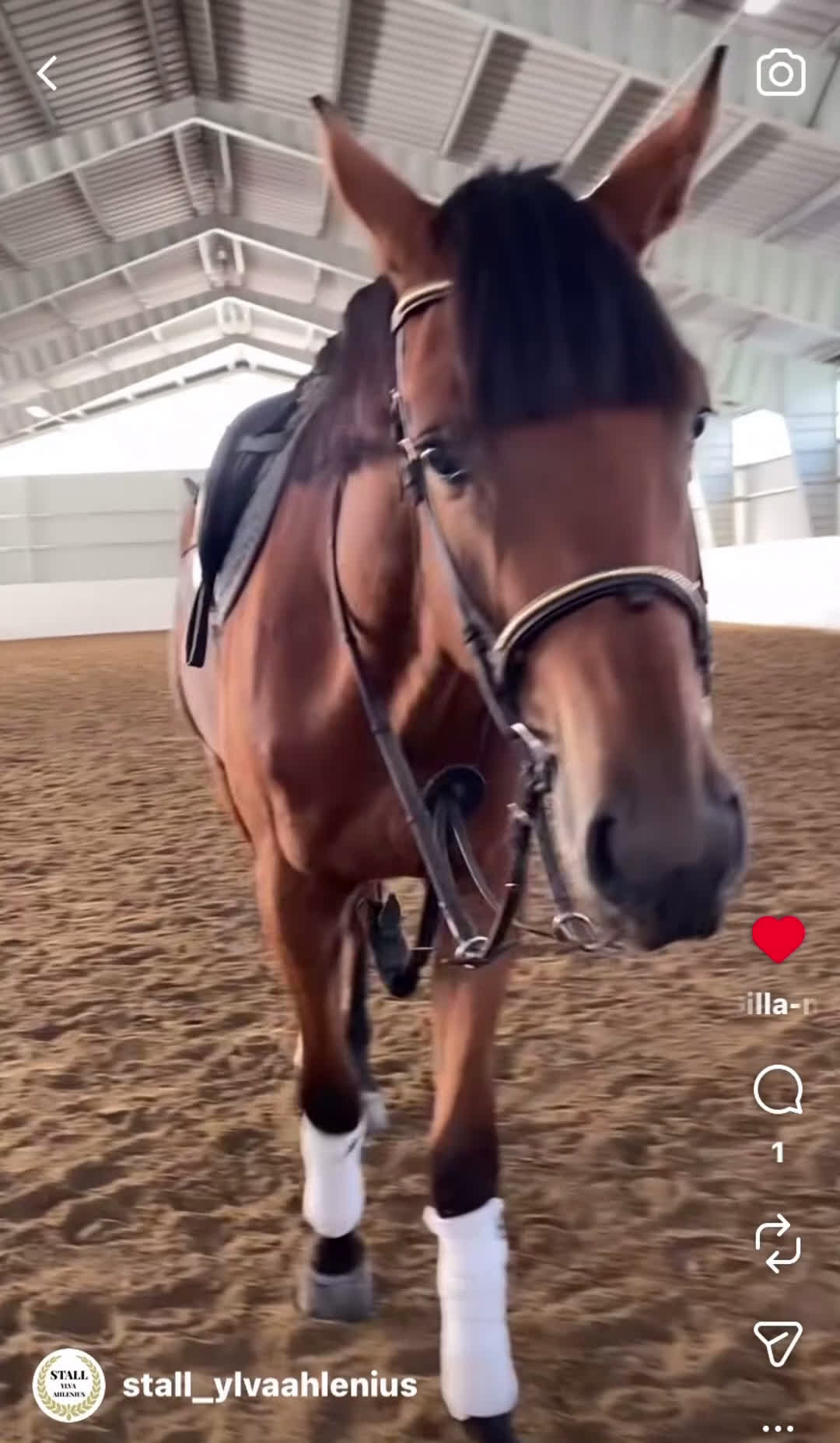 Hoppning hästar till salu: Underbar valack med potential & utstrålning! - Video 5