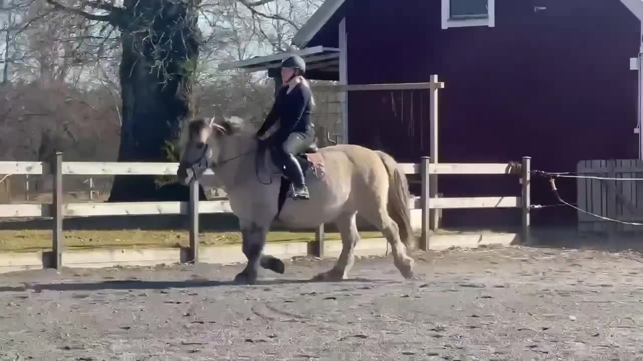 Allround hästar till salu: Familj/verksamhet  - Video 1
