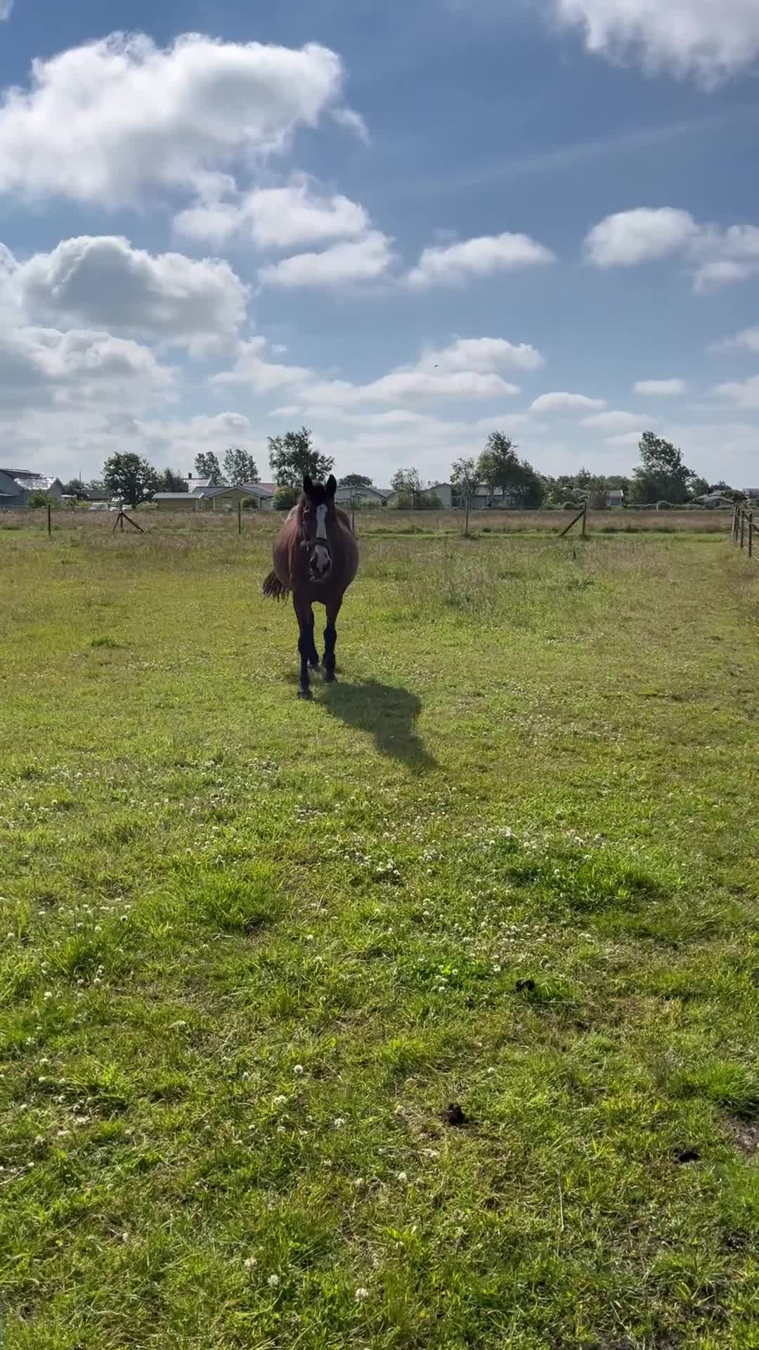 Sällskap hästar till salu: Läromästare/Sällskap/Barnponny i Falkenberg - Video 1