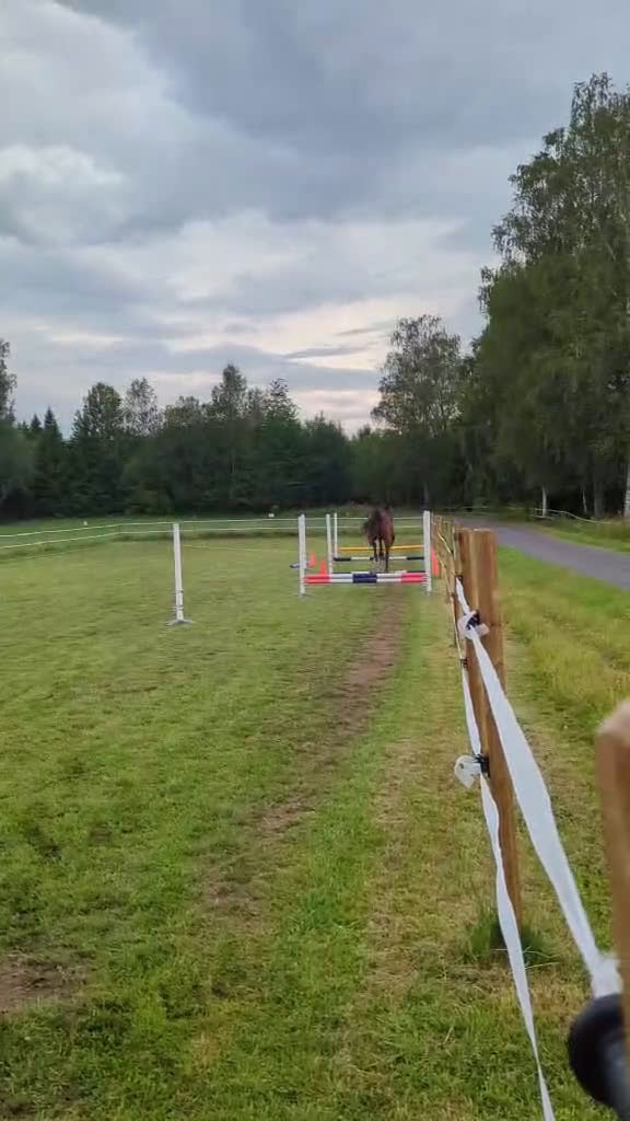 Allround hästar till salu: Skogsmulle i Motala - Video 1