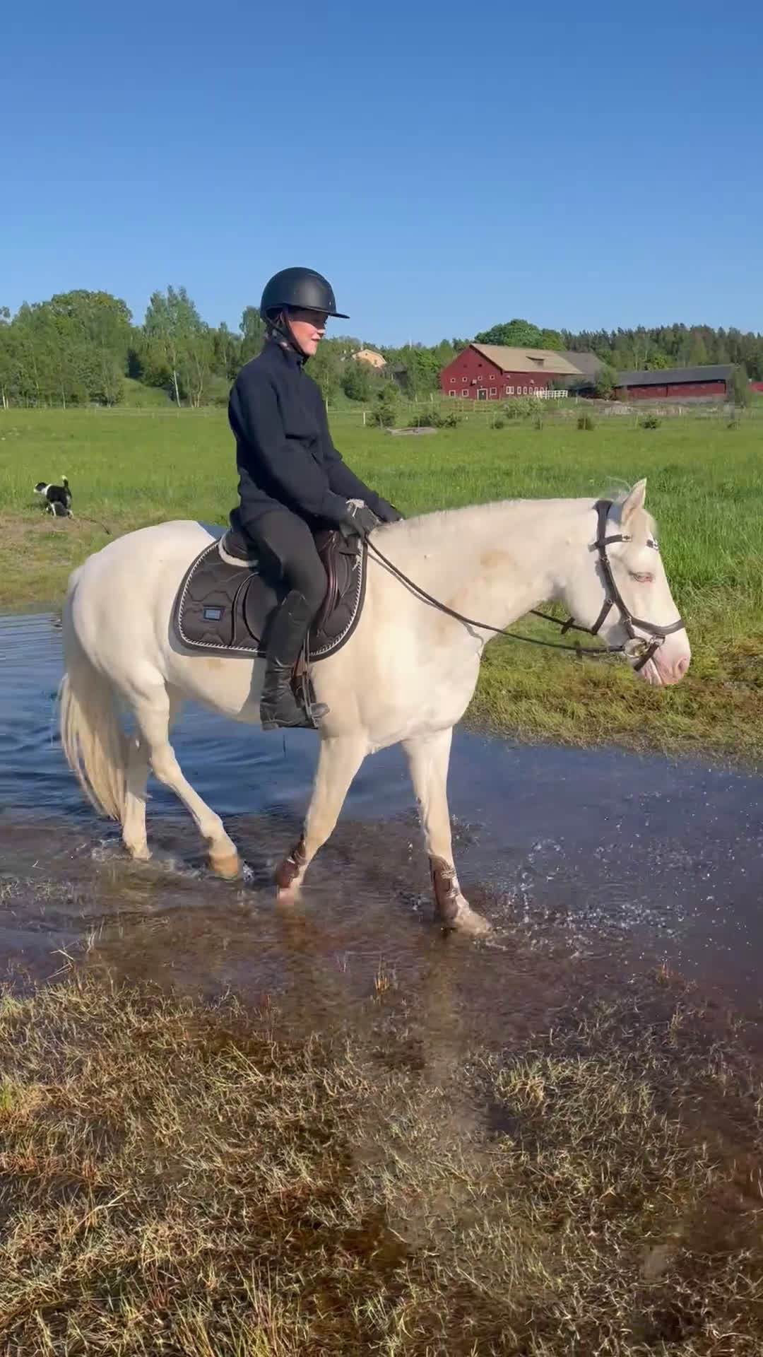 Allround hästar till salu: D-ponny Connemarasto med världens bästa psyke - Video 1