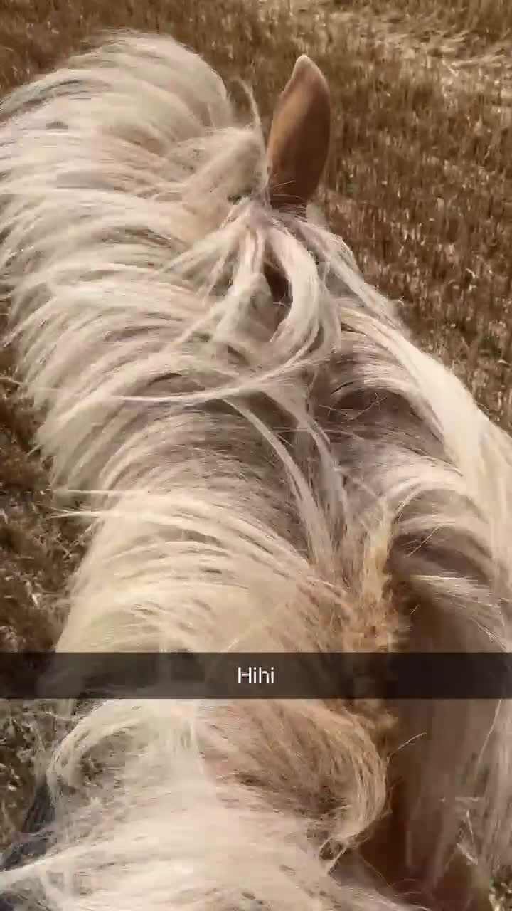  medryttarhäst sökes: Medryttarhäst sökes i Malmö - Video 3