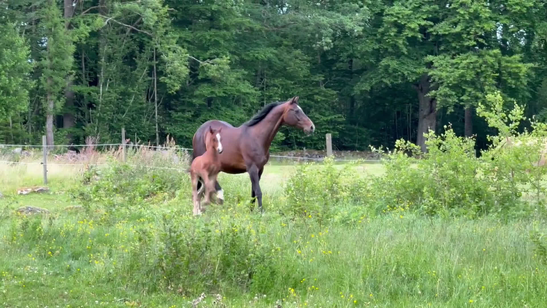 Allround hästar till salu: Superfin! i Agunnaryd - Video 2