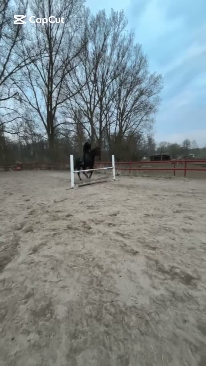 Allround hästar till salu: Allround häst med motor💕 - Video 4