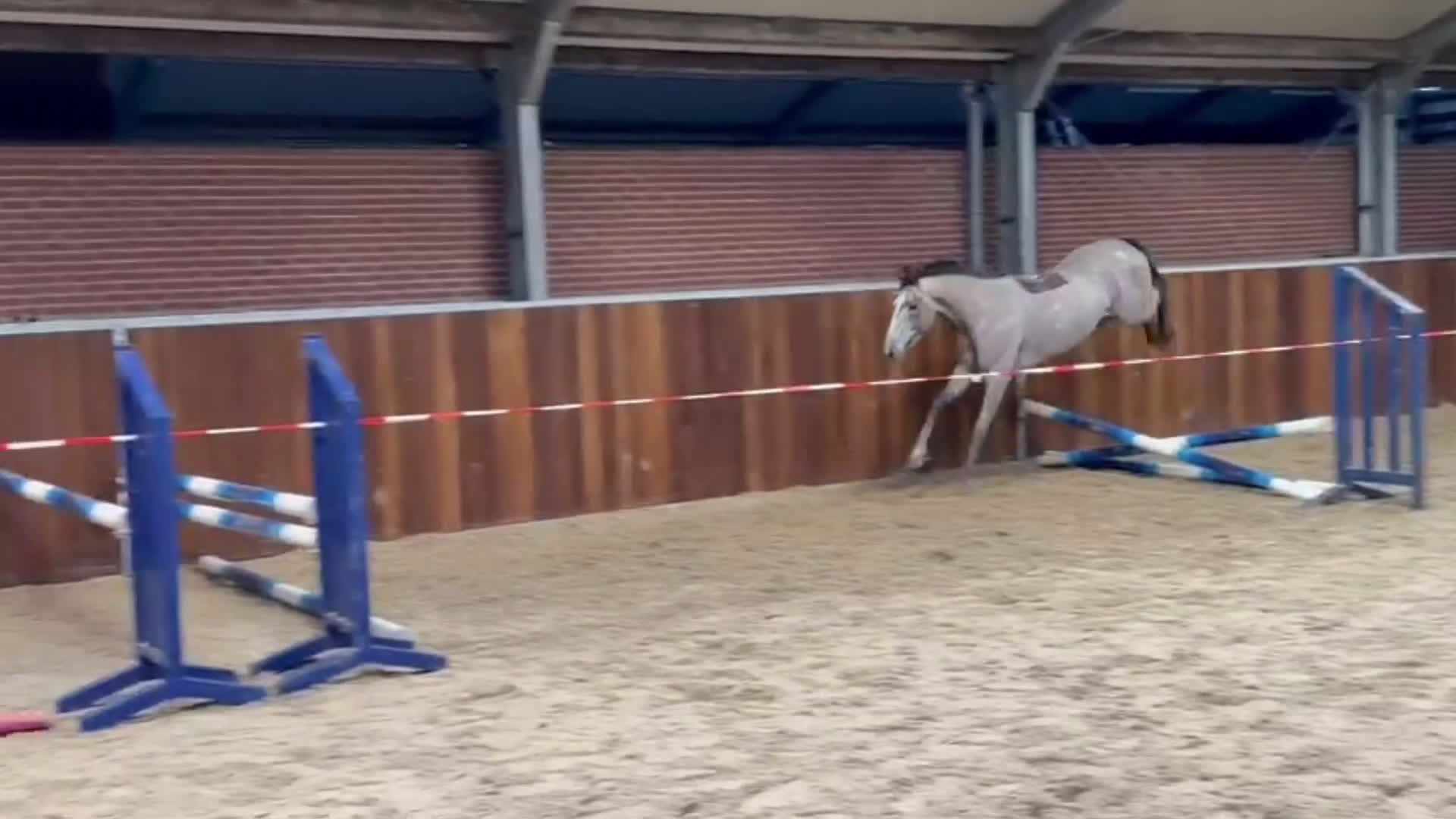 Hoppning hästar till salu: Nybliven 4åring ur toppmödre  - Video 2