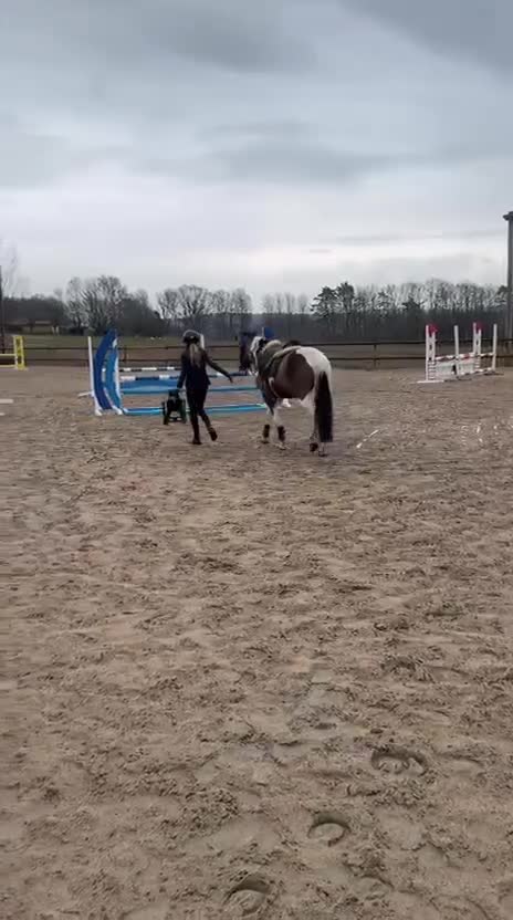 Allround hästar till salu: Hanteringsprojekt, super snäll i ridning  - Video 1