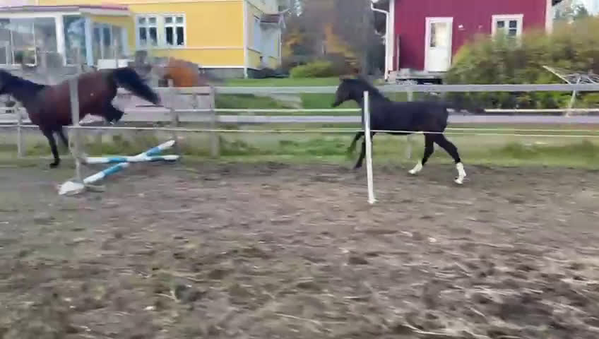 Hoppning hästar till salu: ”Tage” – Ett framtidshopp med världslinjer i Ljungsarp - Video 1