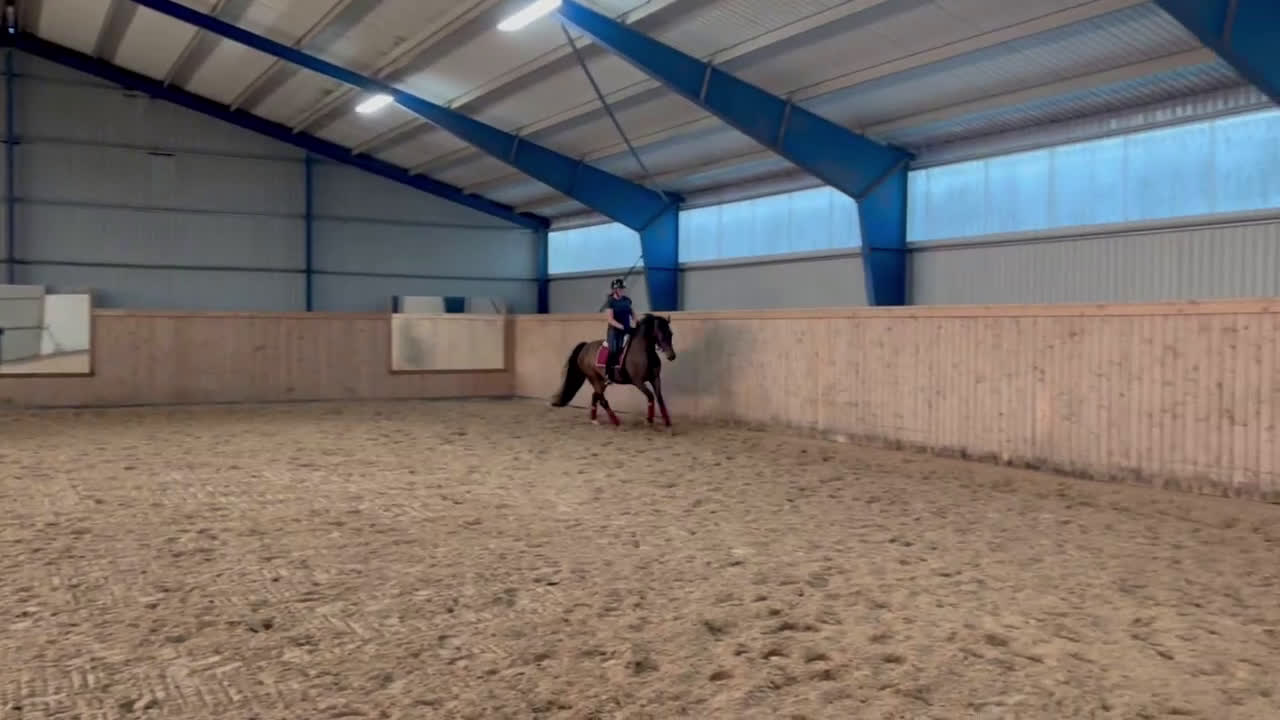 Dressyr hästar till salu: Vaken liten tjej i Laholm - Video 3