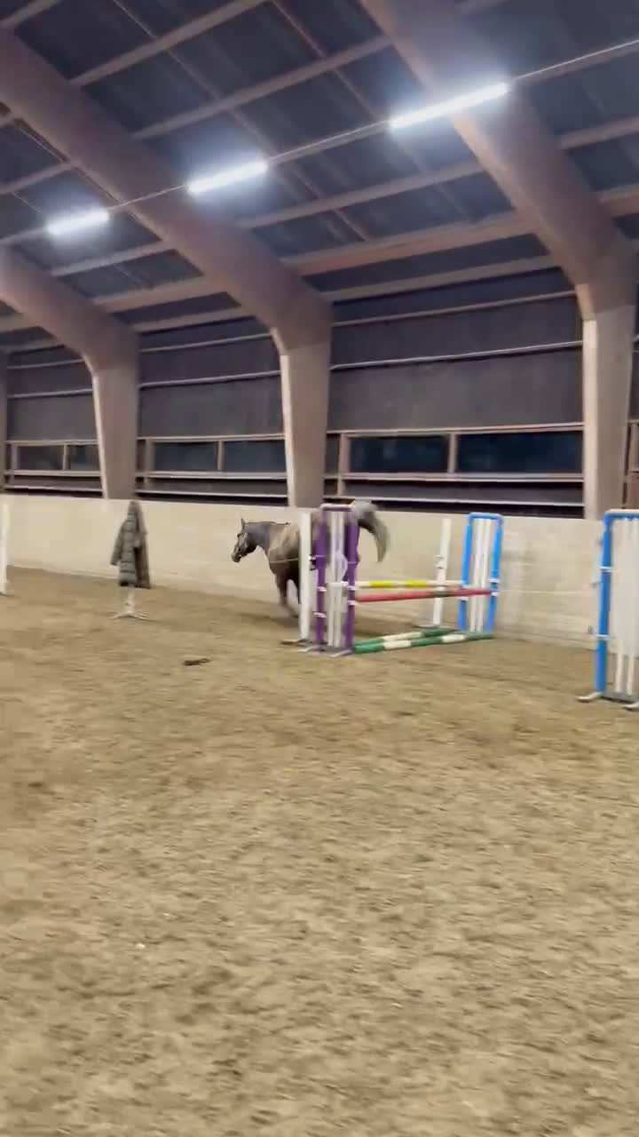  foderhäst finnes: Foder inom Skåne/halland/blekinge  i Oxie - Video 1