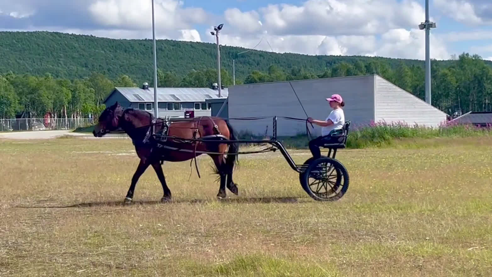 Körvagnar körning till salu: Tidaholmsrockard storhäst i Funäsdalen - Video 1