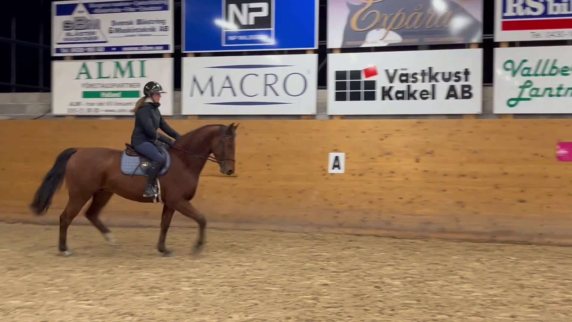 Hoppning hästar till salu: Max Verstappen - Video 4