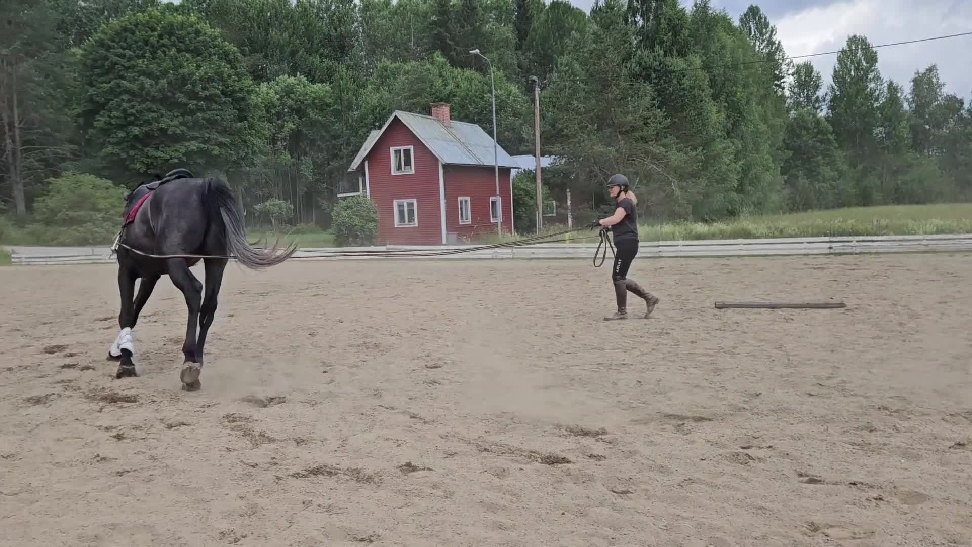 Dressyr hästar till salu: Lovande 4-åring för framtiden  - Video 2