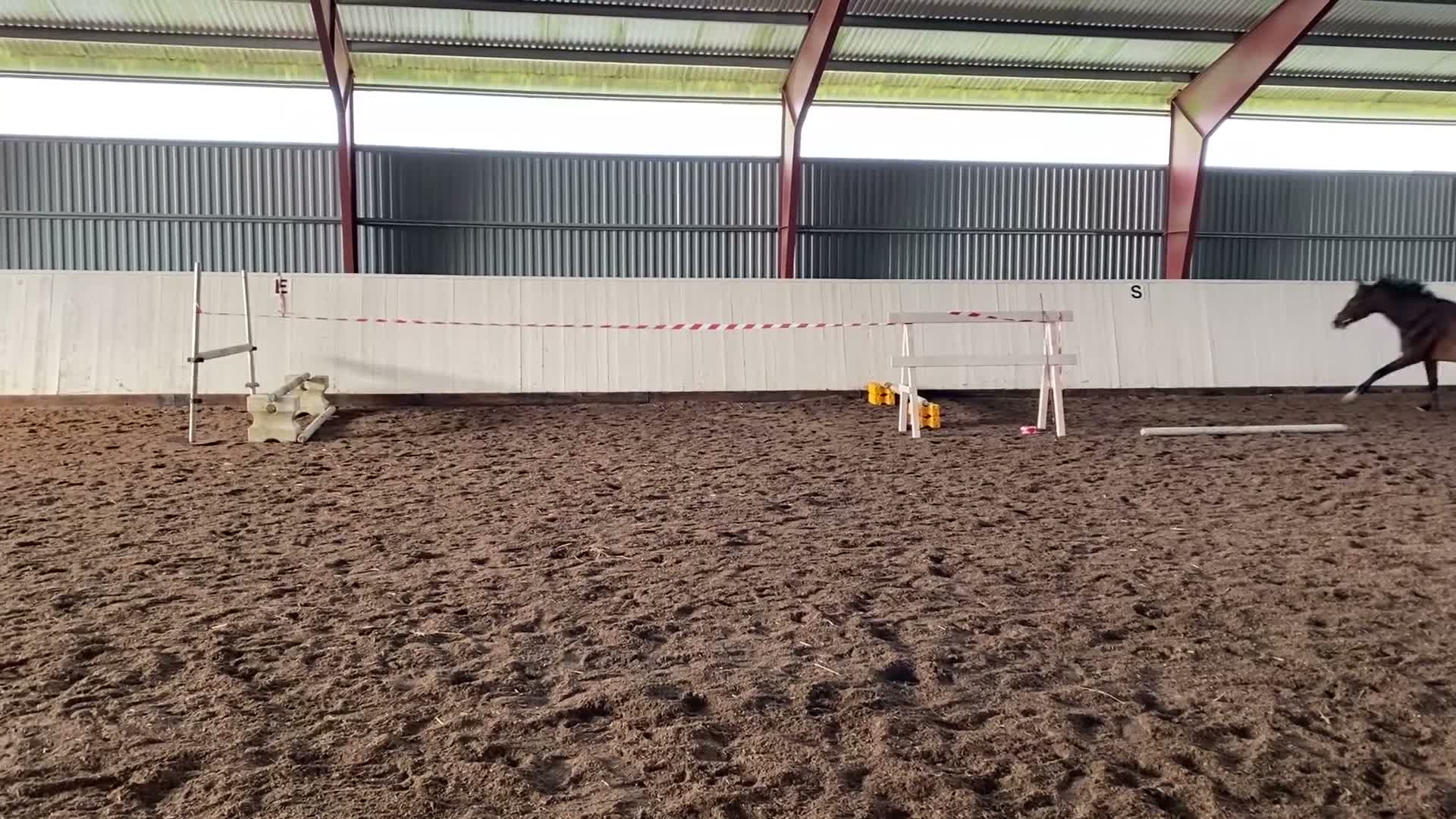 Allround hästar till salu: Sto f.19 söker ny bästavän  - Video 3