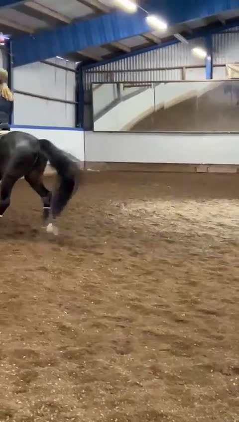 Dressyr hästar till salu: Trevlig häst för framtiden - Video 5