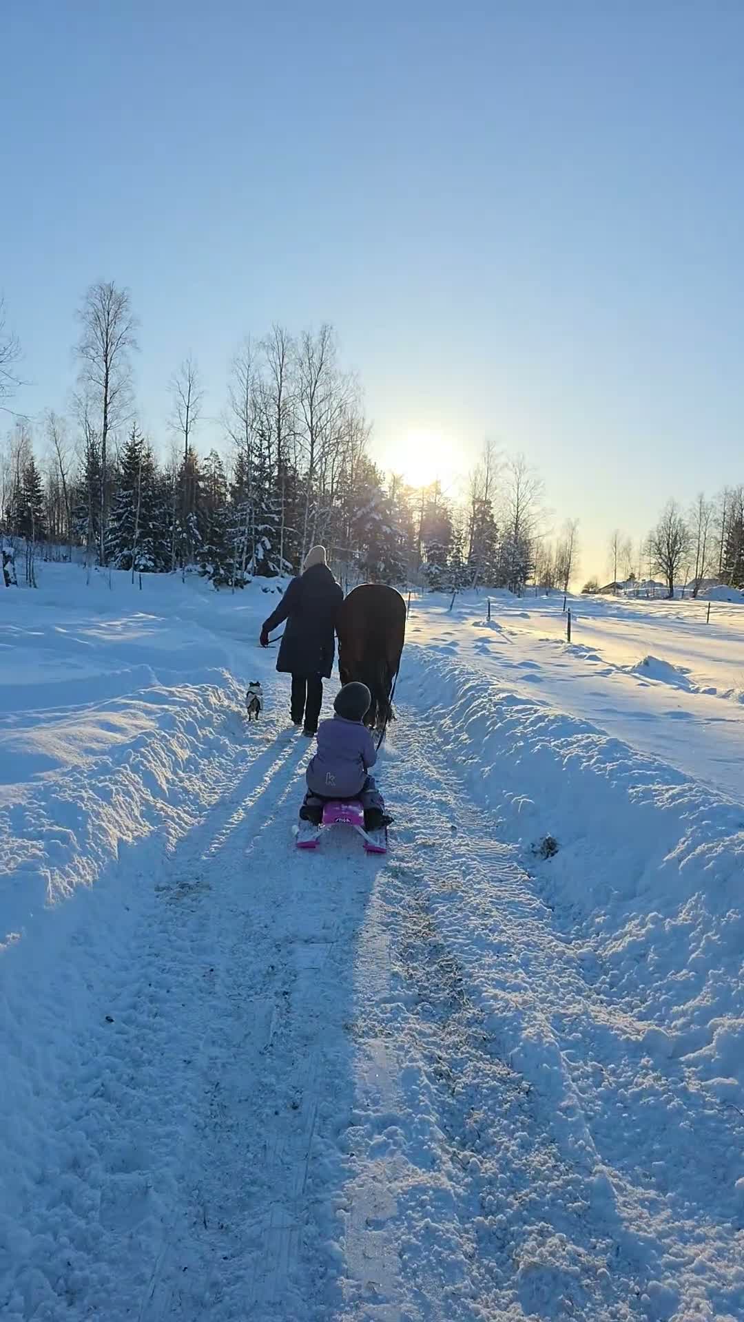 Allround hästar till salu: Kallblodstravare - Video 1