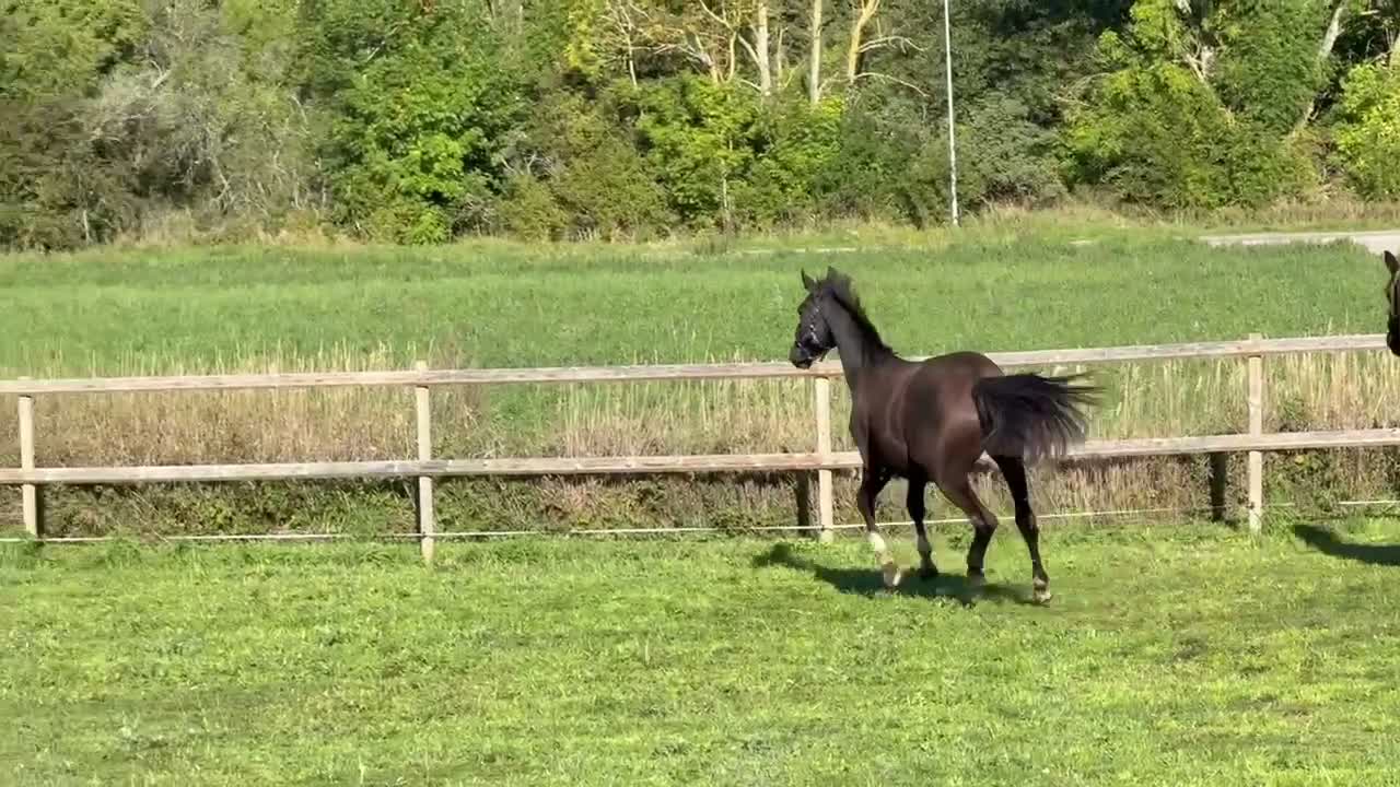 Dressyr hästar till salu: Flott svart dressyrsto! - Video 3