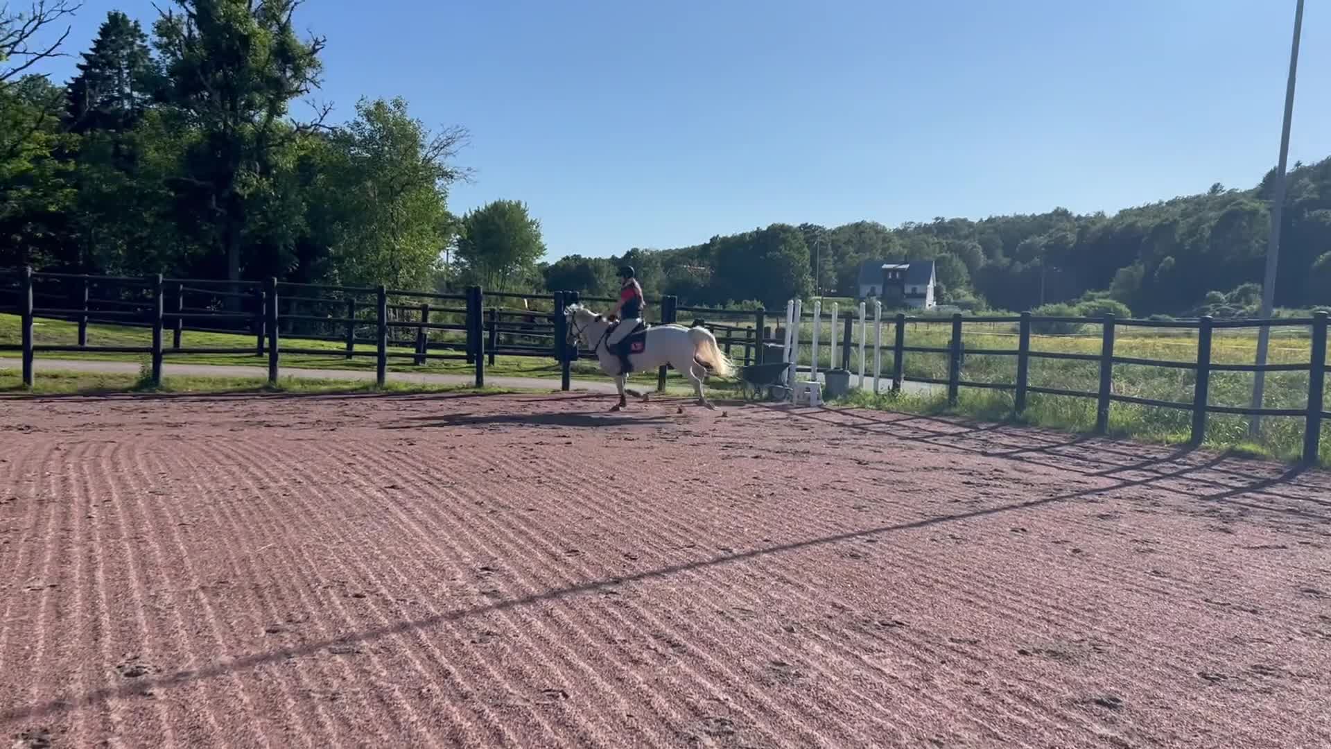 Allround hästar till salu: Snäll ponny för alla grenar - Video 2