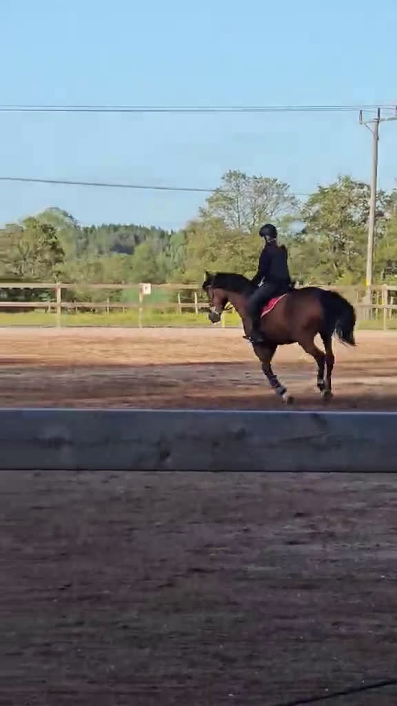  foderhäst sökes: Söker Foderhäst! - Video 3