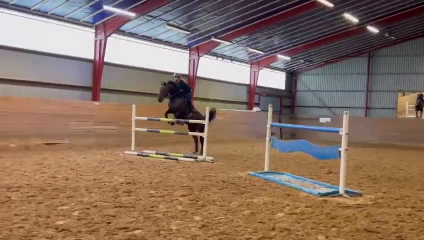 Hoppning hästar till salu: Cardento valack! - Video 1