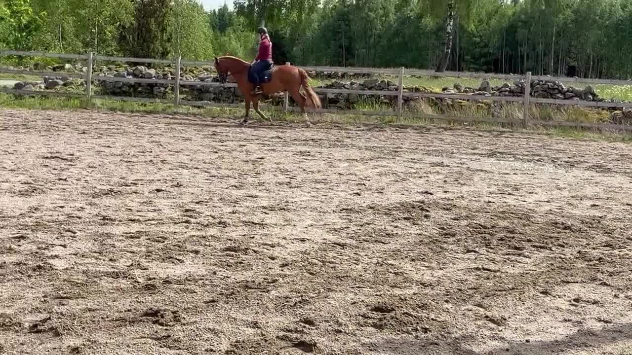 Allround hästar till salu: Trygg maxad D-ponny  - Video 1