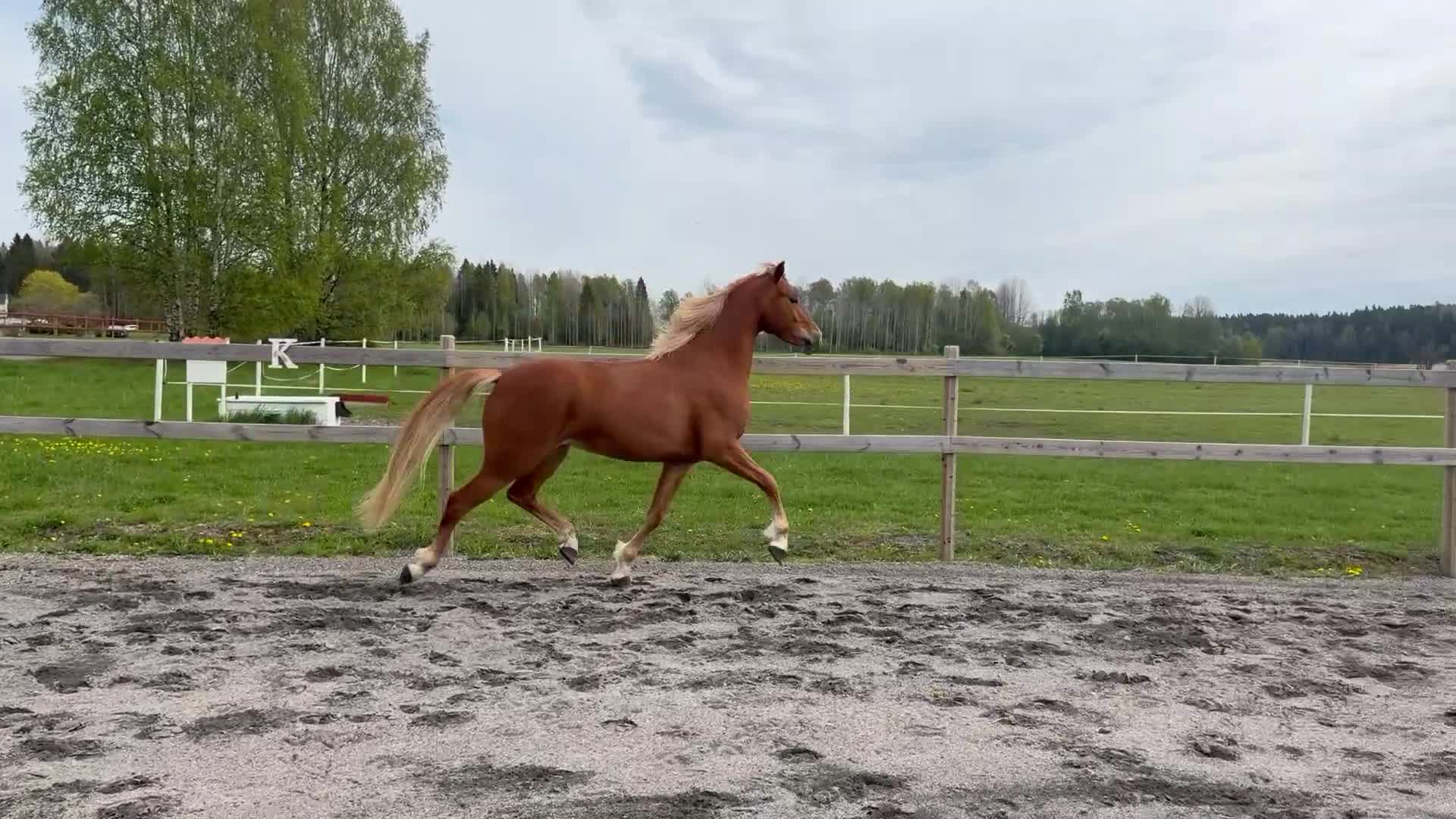 Allround hästar till salu: Unik 3-åring - Video 4