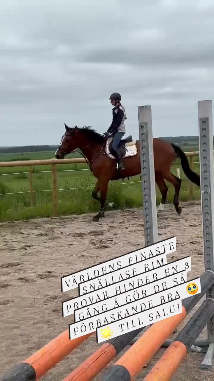 Hoppning hästar till salu: lovande 3-årig valack med fantastisk inställning - Video 1