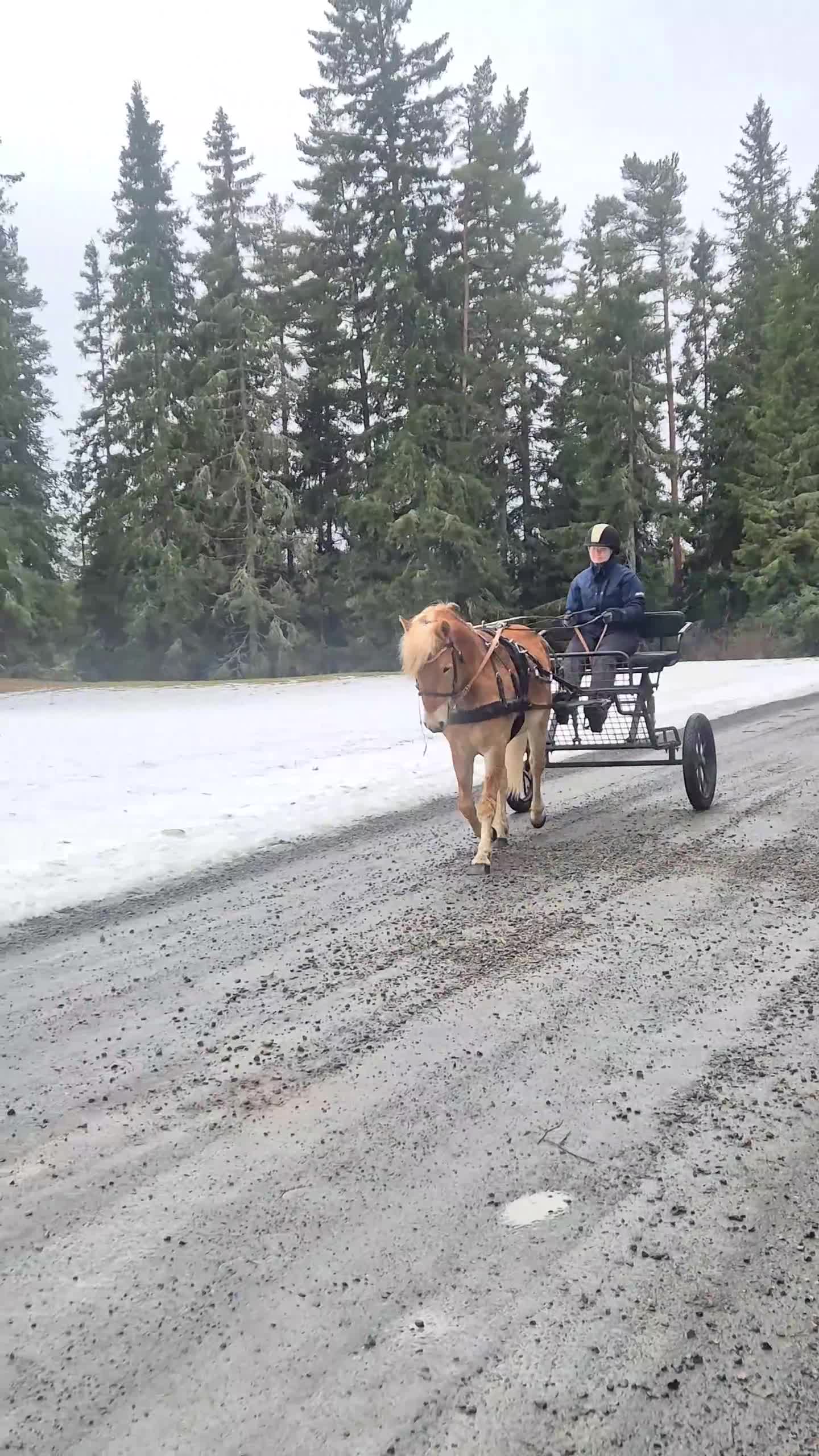 Allround hästar till salu: Okomplicerad 3åring! - Video 2