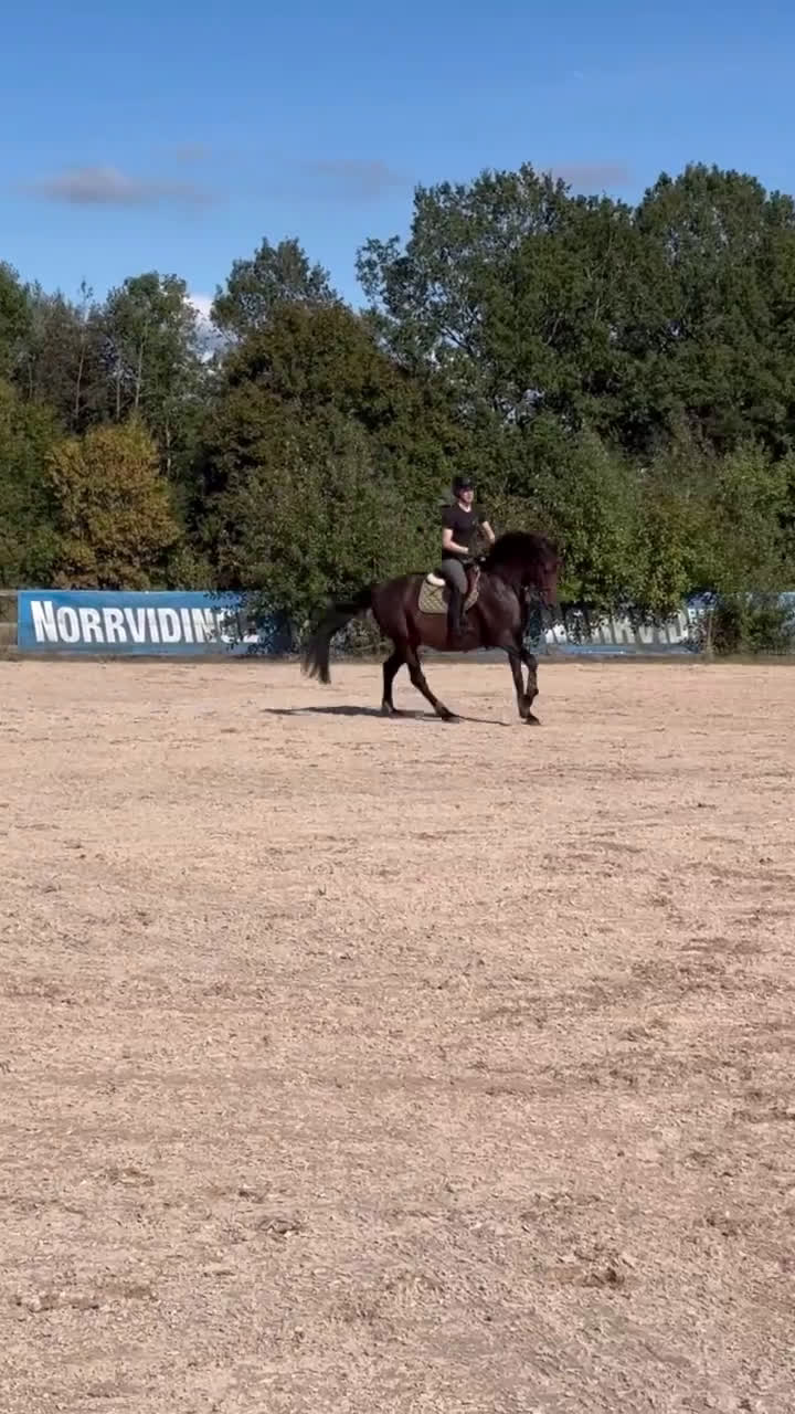 Hoppning hästar till salu: Once in a lifetime sto - Video 5