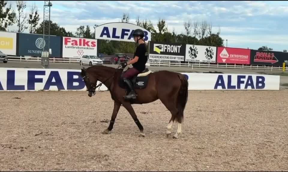 Hoppning hästar till salu: Lovande ungponny med SM silver 2026 - Video 2