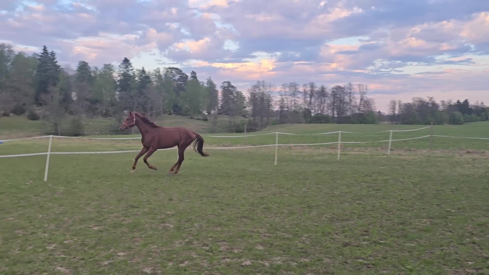 Dressyr hästar till salu: Röd Ferrari - Video 1