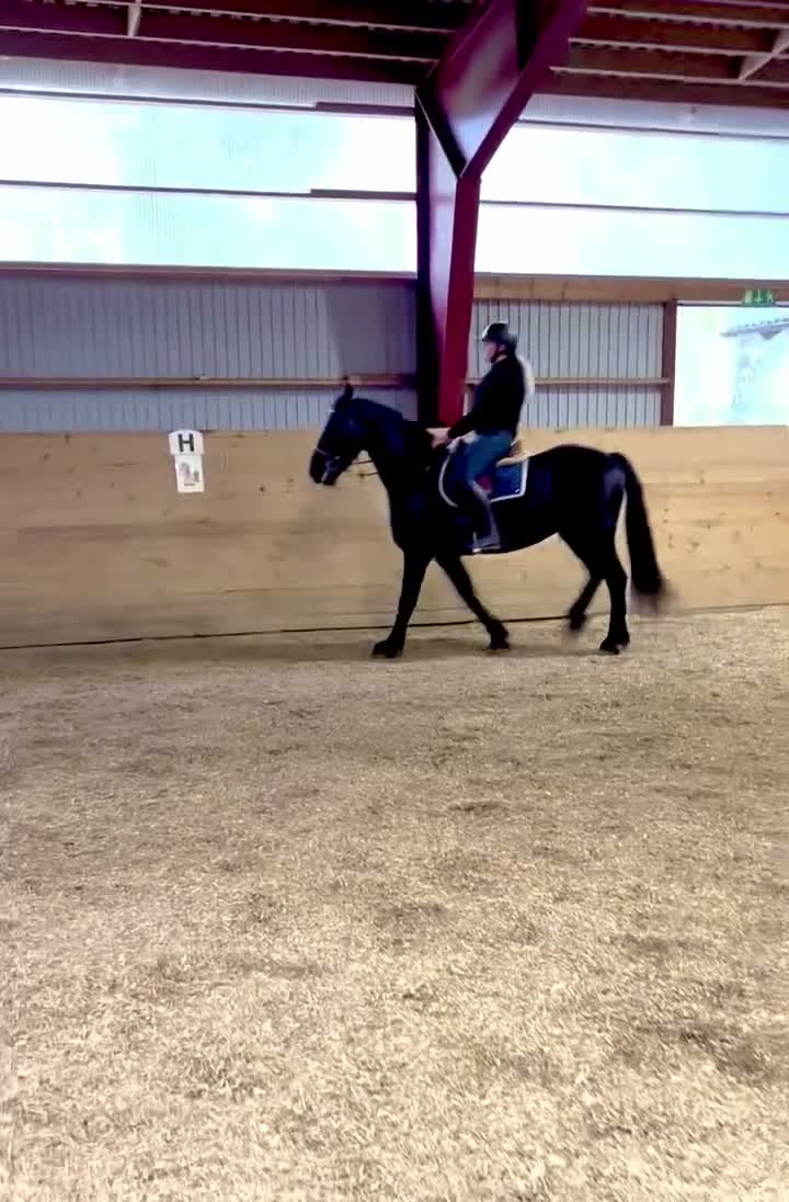 Allround hästar till salu: Elegant frieservalack med stor potential - Video 1