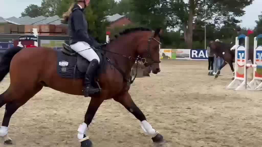 Allround hästar till salu: Eyecatcher Connemaraponny! - Video 1