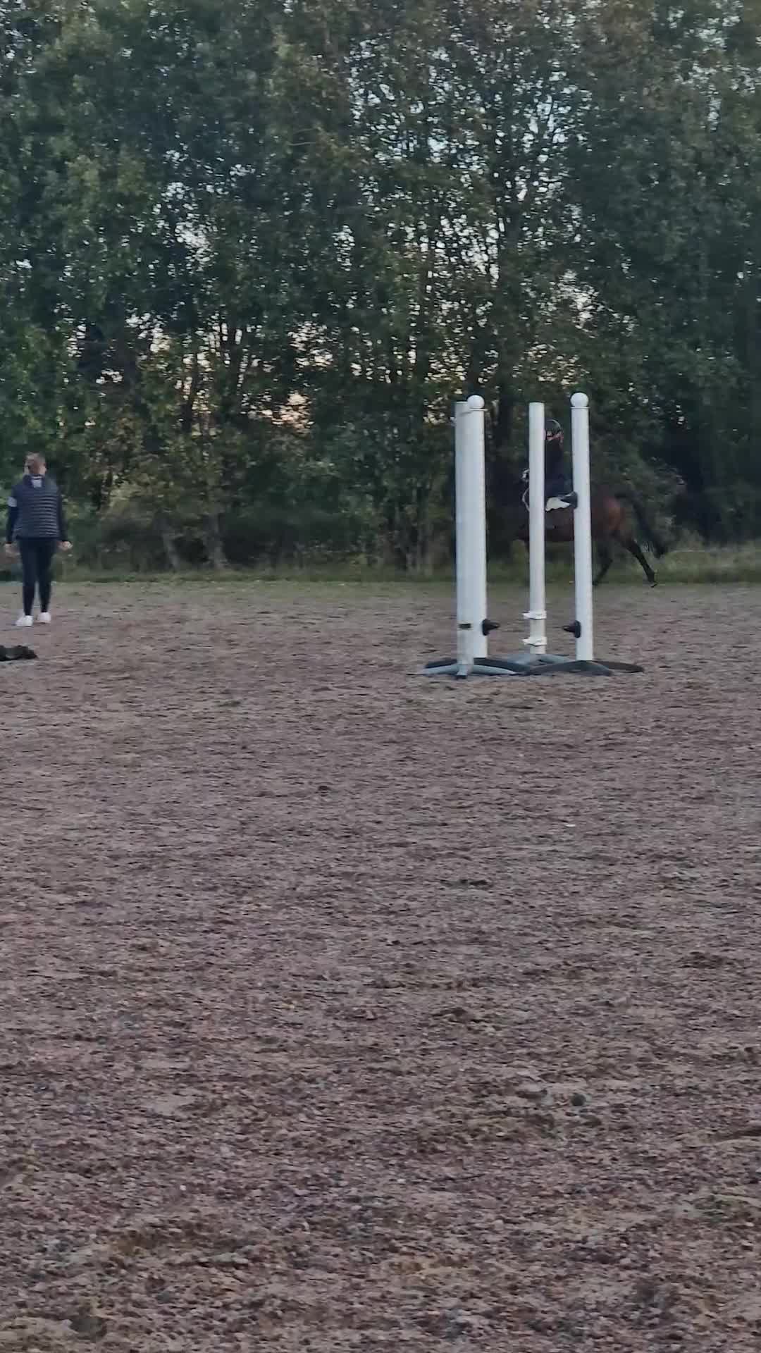 Akademiskt hästar till salu: Ponny söker för alltidmänniska - Video 1