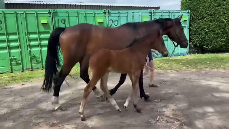 Avelshästar hästar till salu: Avelssto ur Liamant W VDL - Comme Il Faut  - Video 1