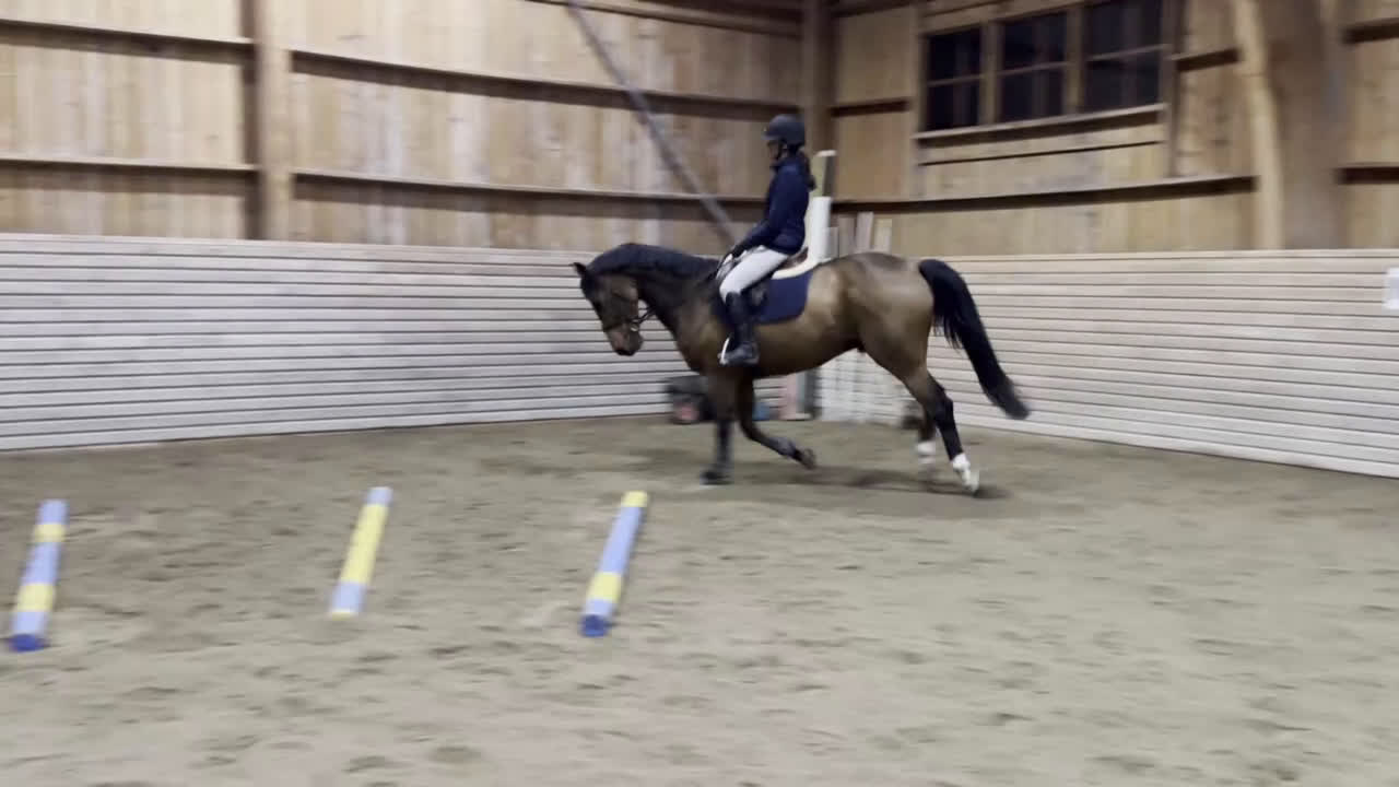 Allround hästar till salu: Välstammad o snygg allround inriktning hoppning i Stallarholmen - Video 3