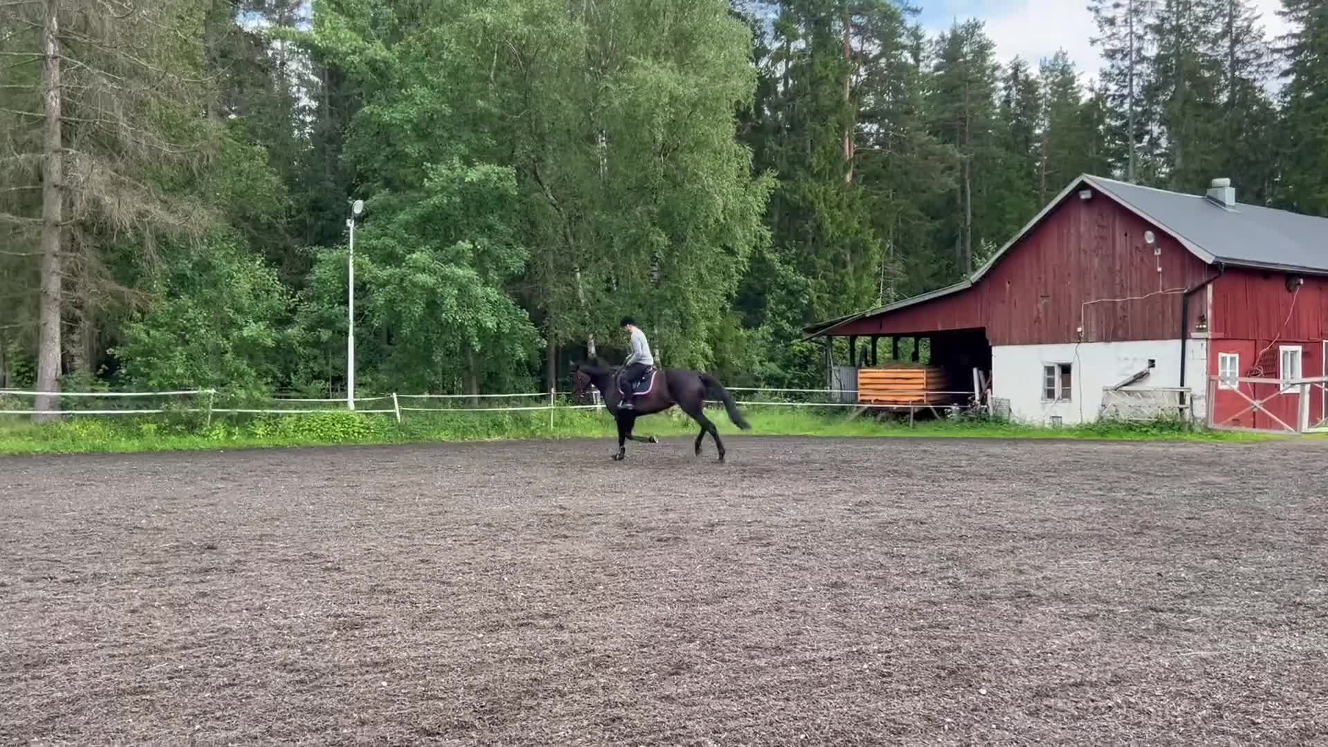 Trav hästar till salu: Monte/Starthäst/ridhäst/avel - Video 2