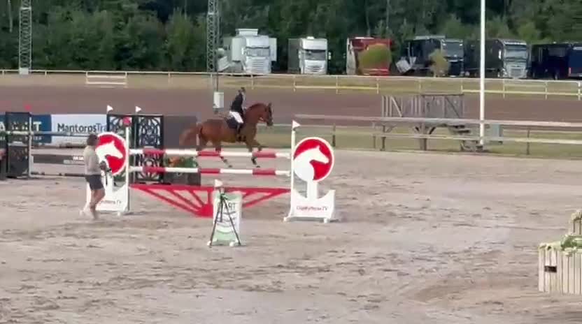 Hoppning hästar till salu: Modig valack i Horndal - Video 3
