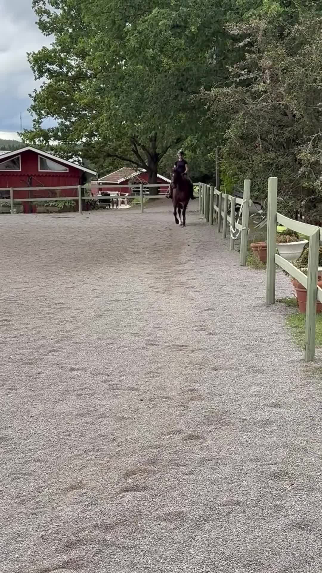Dressyr hästar till salu: Härlig bästa vän till varierad ridning  - Video 1