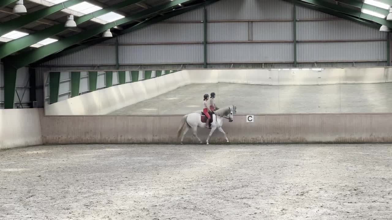 Dressyr hästar till salu: Beautiful and energetic - well trained Lusitano - Video 1
